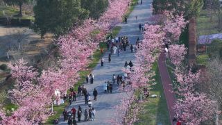 7-й фестиваль цветов Лунхушань откроется 28 марта и станет грандиозным праздником цветения.