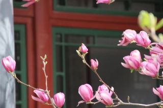 สำนักงานปกครองส่วนท้องถิ่นอู่ติ้ง มอบส่วนลดพิเศษสำหรับเทศกาลชิงหมิง ให้คุณได้เพลิดเพลินกับการท่องเที่ยวในฤดูใบไม้ผลิ ชมดอกไม้ และสัมผัสเสน่ห์ของเมืองเก่า