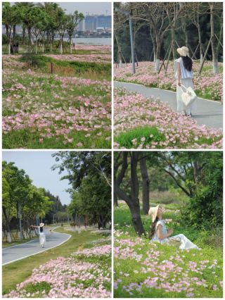 泉州沿岸の月見草の花海が美しすぎて言葉を失う