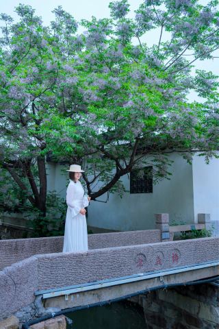 常熟通江路の楝の花が満開｜一樹の淡い紫は煙のようで霧のよう