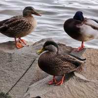 A relaxing stroll along the Hudson River!