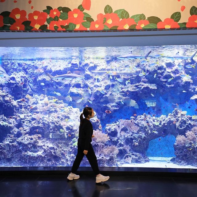 제주 재밌는 공연과 동물친구들, 아쿠아플라넷 🐳