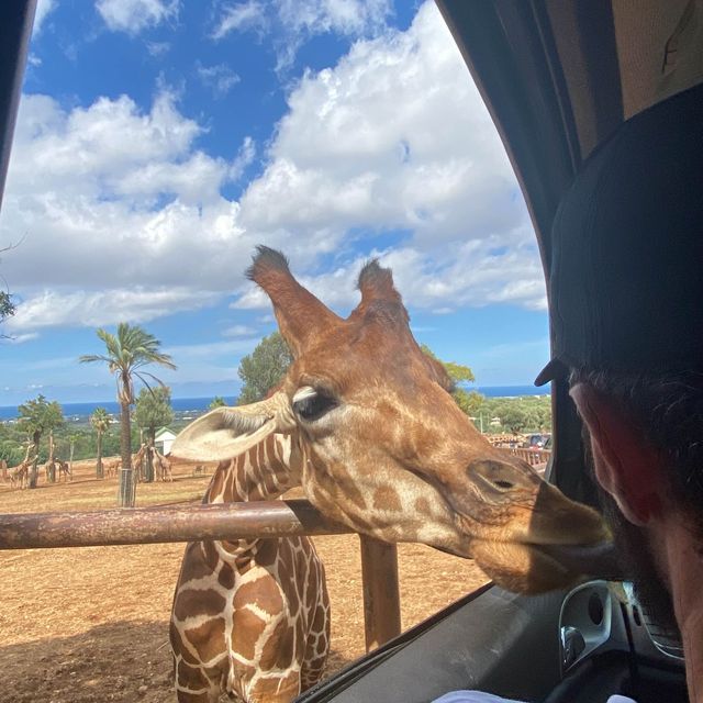 Zoo Safari in Fasano, beautiful experience 