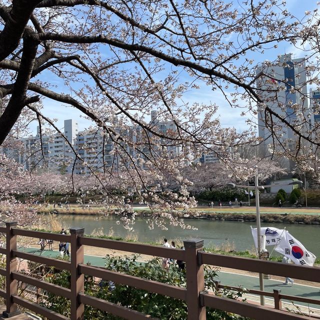 부산 벚꽃 명소, 온천천에서 벚꽃 구경하기