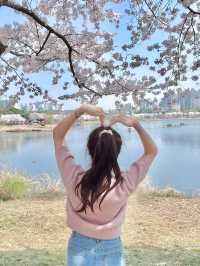 수원 벚꽃명소 🌸만석공원🌸
