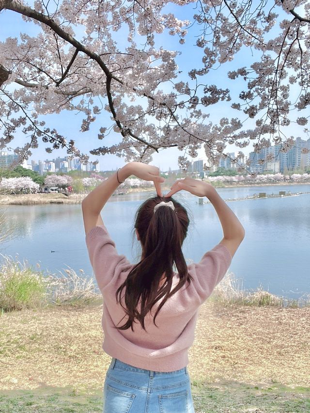 수원 벚꽃명소 🌸만석공원🌸