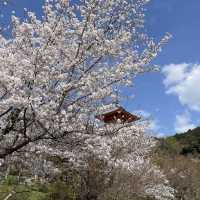 京都清水寺：賞櫻參拜🌸逛逛拍照地分享