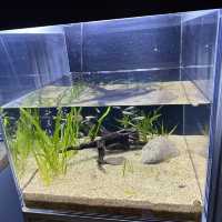 水母主打～墨田水族館