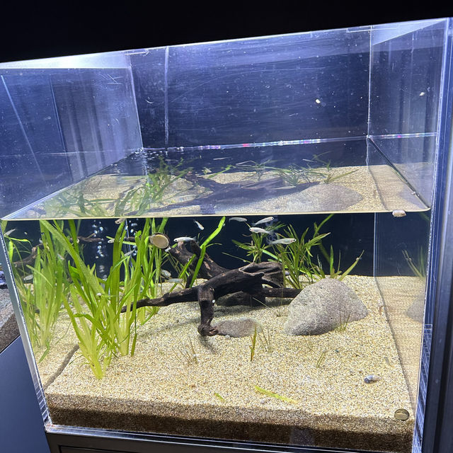 水母主打～墨田水族館