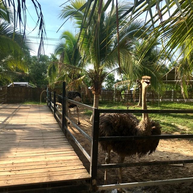 Suan Baijai Farm