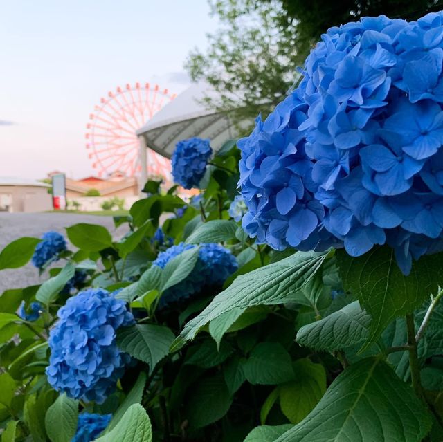 เที่ยวญี่ปุ่น ฤดูฝน กับดอกไฮเดรนเยีย