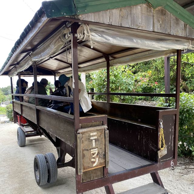 竹富島「水牛車コース」ニーラン君はのんびり集落を歩いてくれました