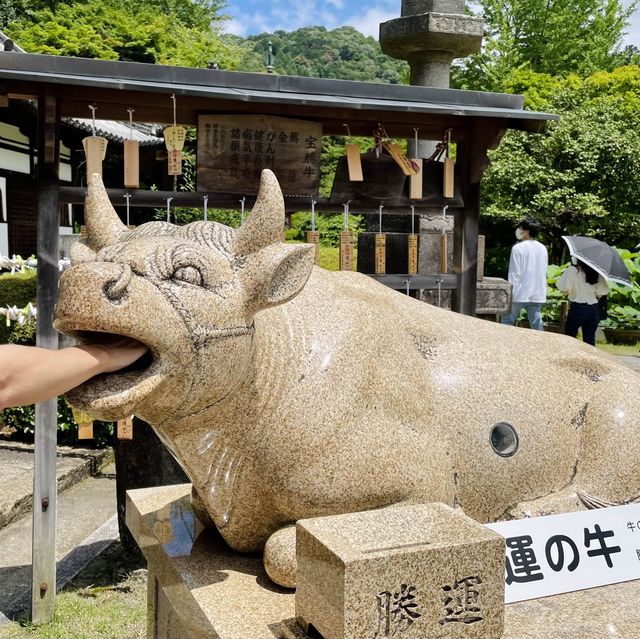  【京都】花の御寺「三室戸寺」