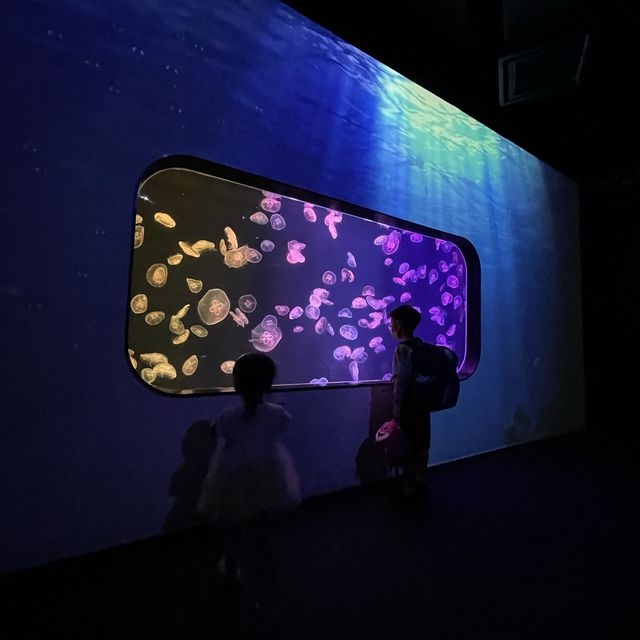 海洋主題兒童樂園🎉！欣賞水族館