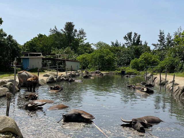 【由布島　水牛だらけ】