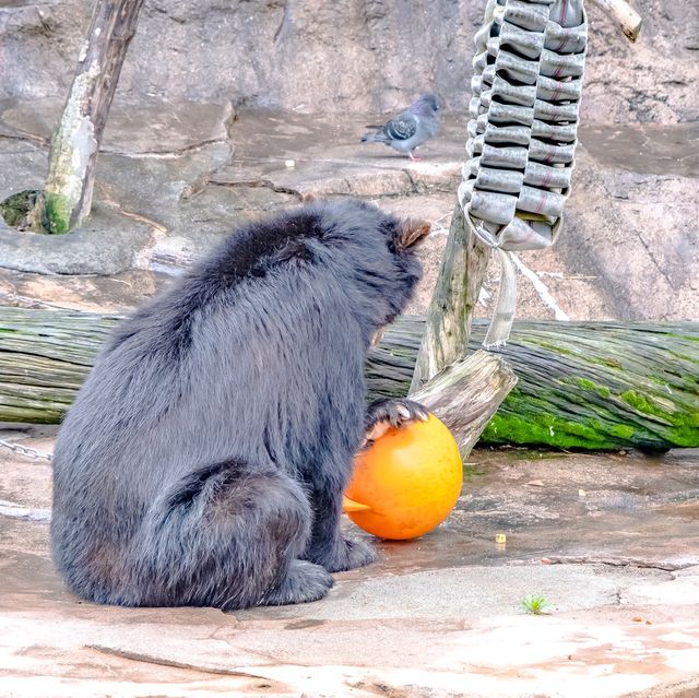 【大阪】天王寺動物園の中の様子