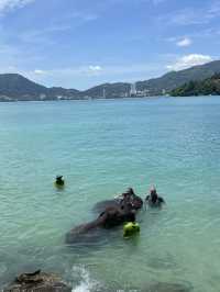 Swim with elephants at Tri Trang beach,Phuket