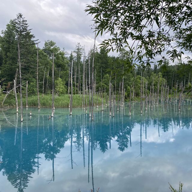 夏日仙境！北海道美瑛「白金青池」讓你沉浸於自然奇景