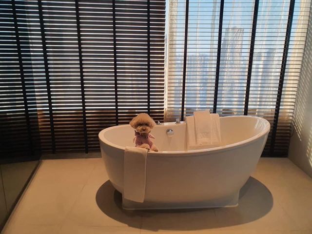 W Bangkok มนุษย์พักได้…มะหมาพักด้วยยย 🐶