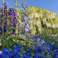 栃木のお花畑ならここ！！！