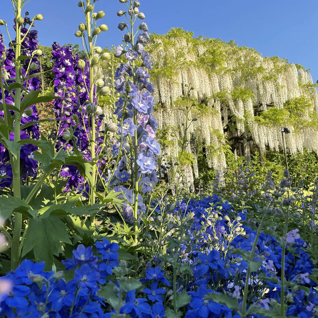 栃木のお花畑ならここ！！！