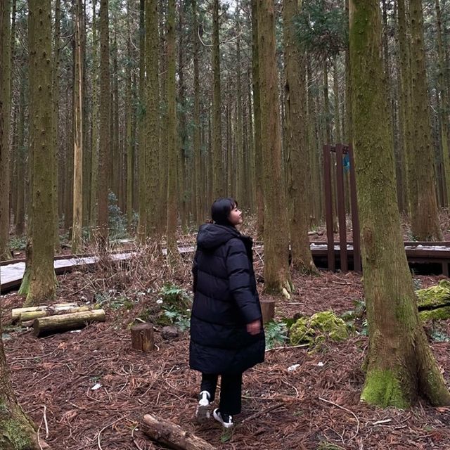 제주 산책은 사려니 숲길에서🌲