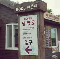 🌳 제주에서 차로 갈 수 있는 가장 높은 곳, 1100고지습지