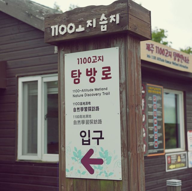 🌳 제주에서 차로 갈 수 있는 가장 높은 곳, 1100고지습지