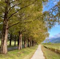 Metasequoia Majesty: Nature's Elegance
