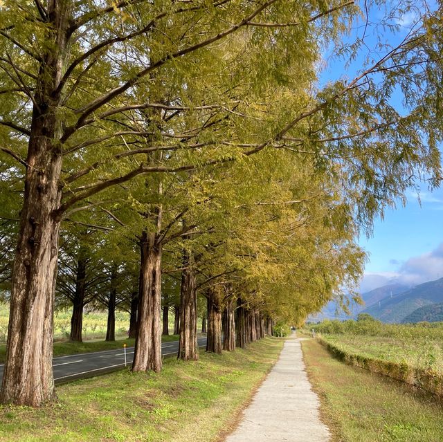 Metasequoia Majesty: Nature's Elegance