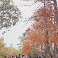 🍁元朗大棠🍁