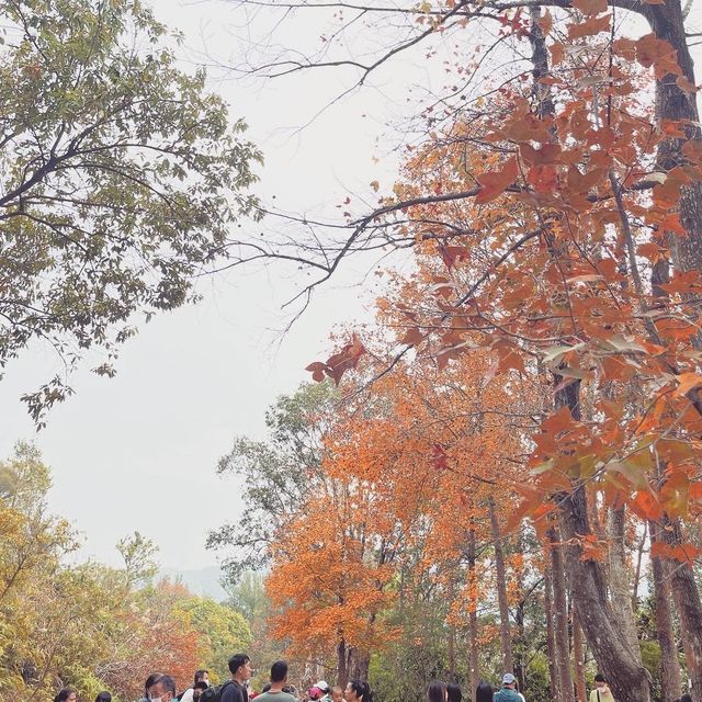 🍁元朗大棠🍁