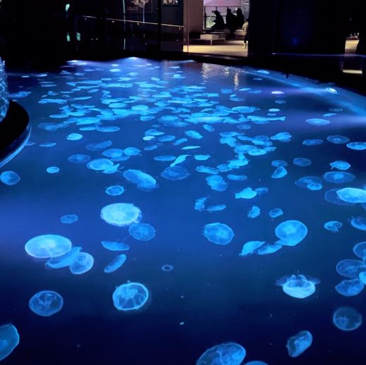 晴空塔🗼墨田水族館🐠欣賞魚兒午餐秀