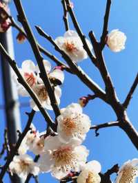부산 기장 지금 꼭 가야할 매화성지 매화원🌸