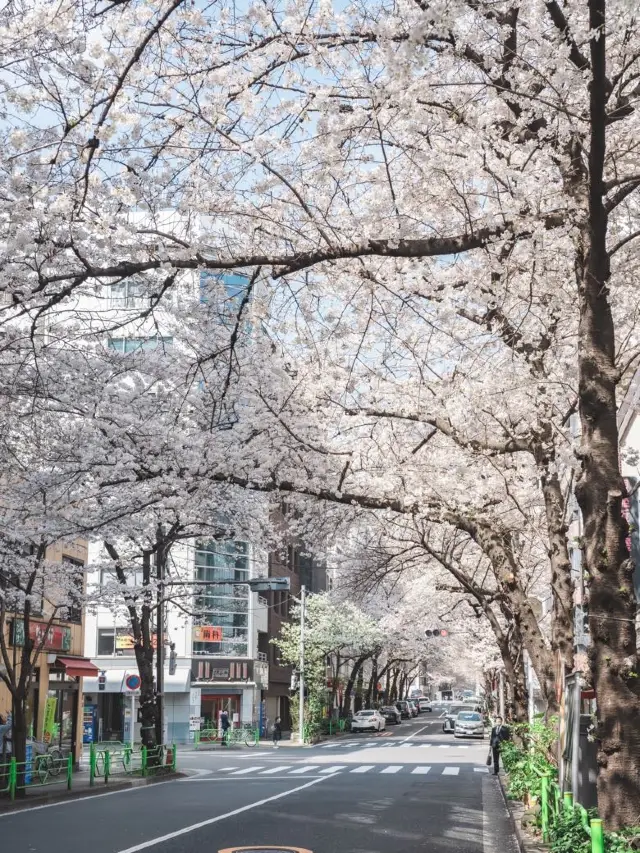 一生に一度は行ってほしい！日本橋の桜並木