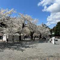 【静岡】三島桜が満開で美しい境内
