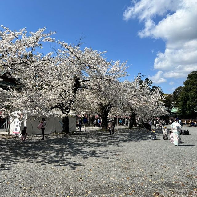 【静岡】三島桜が満開で美しい境内