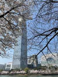석촌호수 벚꽃 이번주 절정🌸🌸🌸