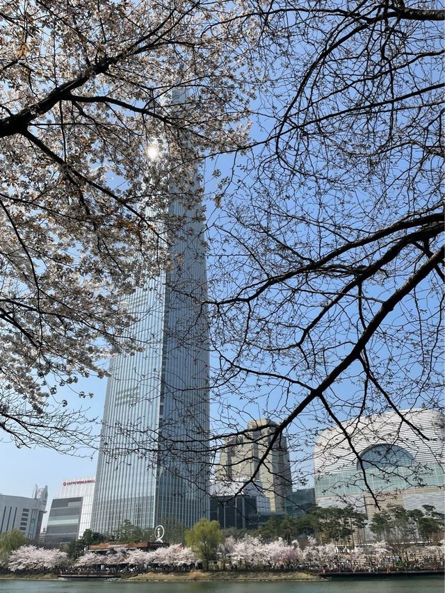 석촌호수 벚꽃 이번주 절정🌸🌸🌸
