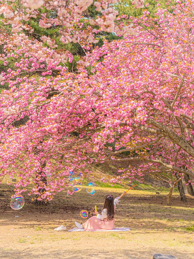 🌸현시각 국내에서 가장 예쁜 사찰 [경주, 불국사]🌿