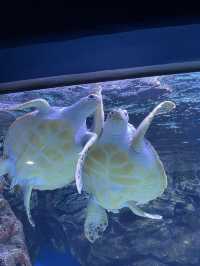 일산 핫플 🐠 아쿠아플라넷에서 주말 보내기