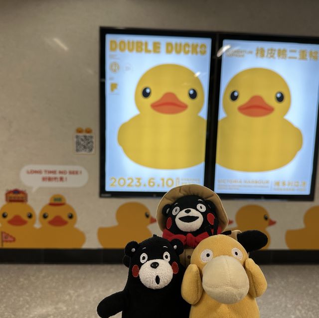 Yellow Ducks are back to Hong Kong 🐤🐤