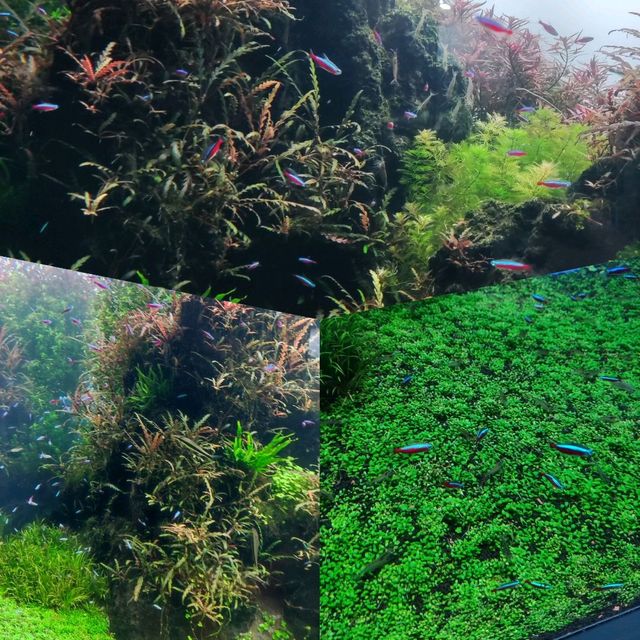 Amazing Sumida Aquarium