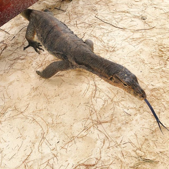 馬來西亞🇲🇾沙巴馬努干島🏝️島上野生動物🦎巨大蜥蜴🦎