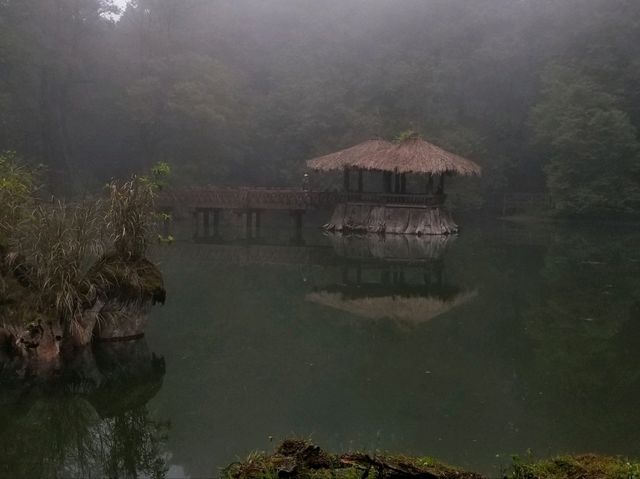 阿里山遠古森林吸收大自然天地靈氣