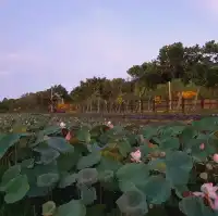 荷花漫漫【龍泉親水生態生態親水公園】