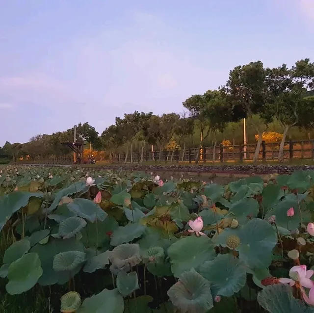 荷花漫漫【龍泉親水生態生態親水公園】