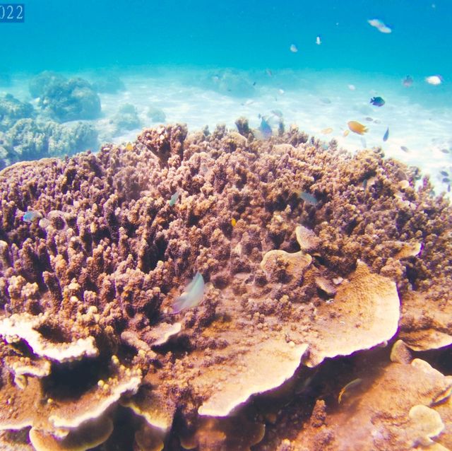 หาดเล็กๆปะการังสวยๆน้ำใสมาก ต้องเกาะราชาใหญ่