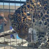 あさひやま動物園🐯