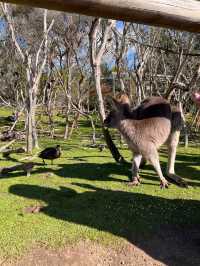 Let’s Meet some Aussie’s Animals!